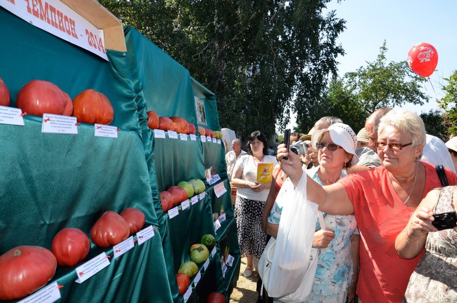 Фестиваль Минусинского помидора