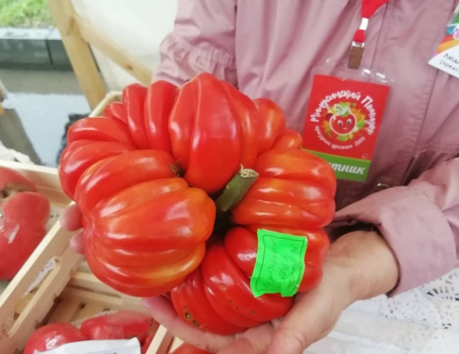 Самый большой томат Минусинский
