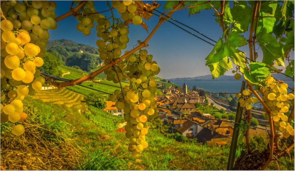 Плантации винограда в Абхазии