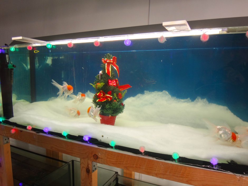 Рождественский дизайн в аквариуме