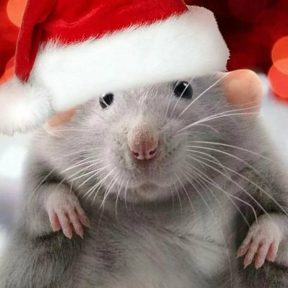 Крысы в новогодних шапках