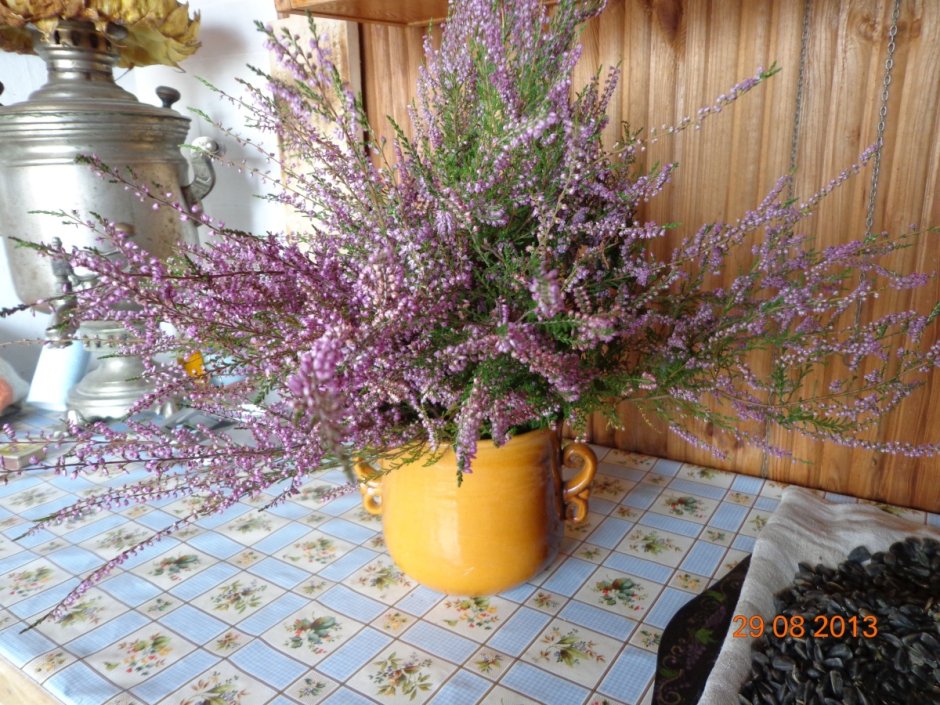 Лаванда (Lavandula) Эстетика