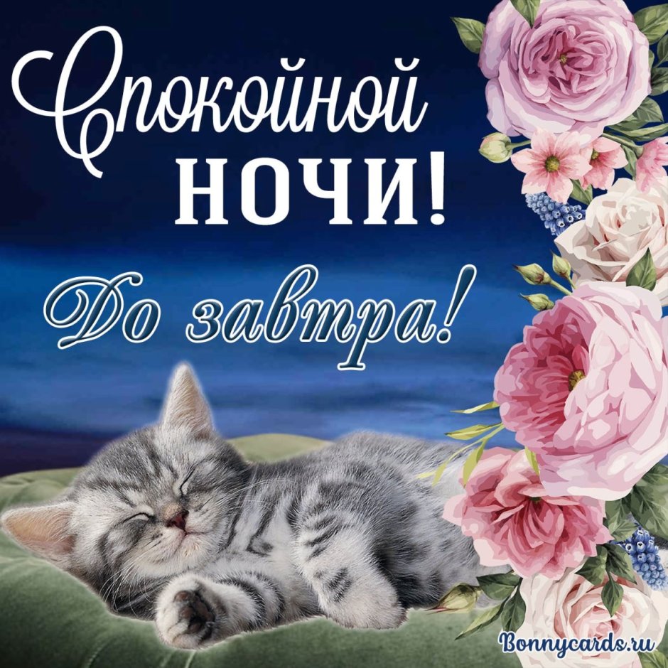 Котенок. Спокойной ночи!