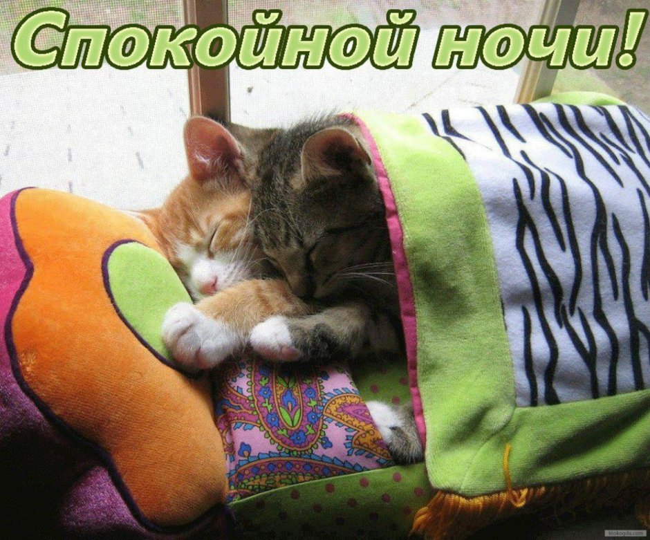 Котенок. Спокойной ночи!