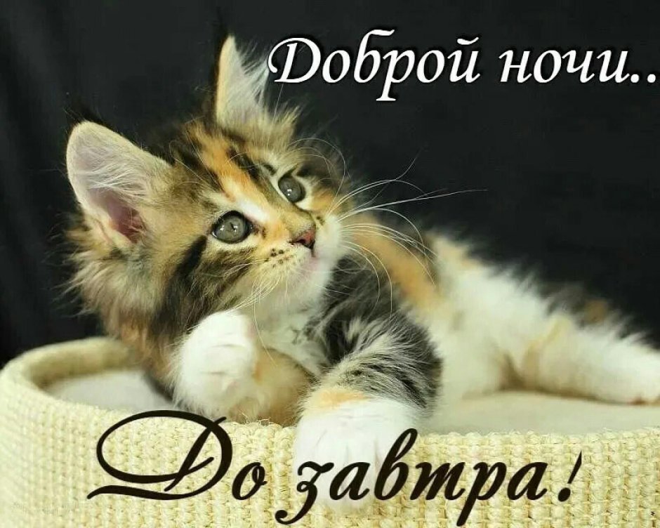 Доброй ночи кот