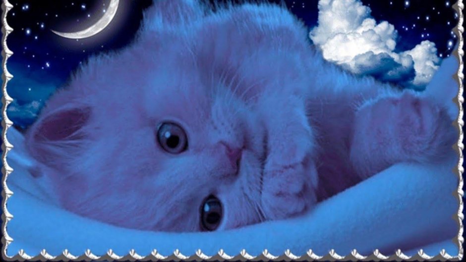 Доброй ночи котик