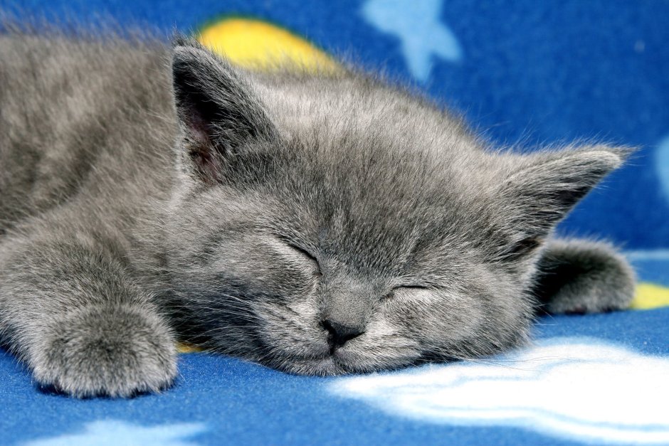 Спокойной ночи котик