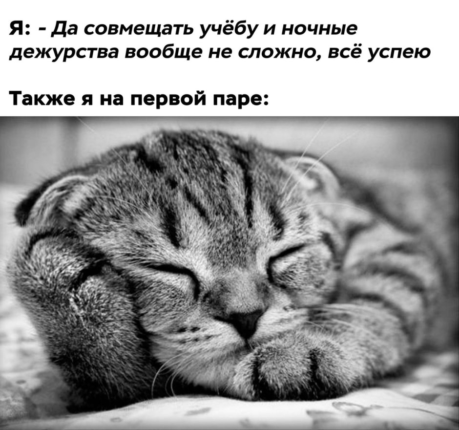 Доброй ночи котик