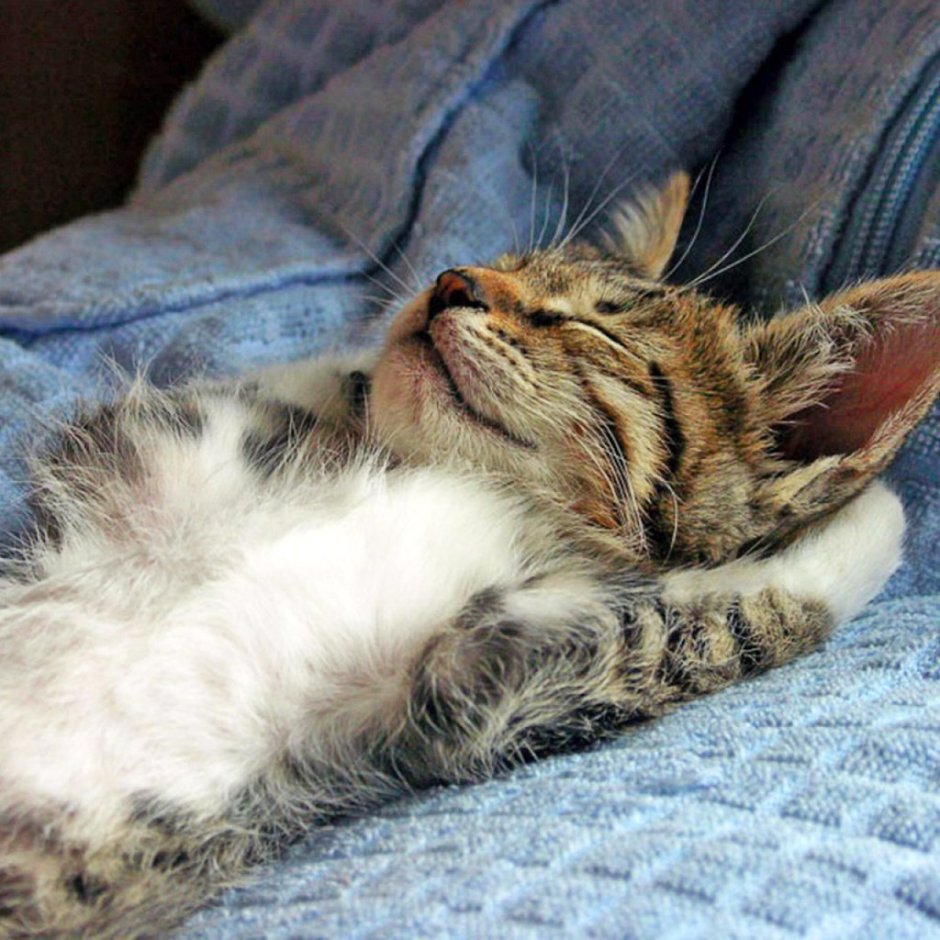 Пикчи сладких снов с котиками