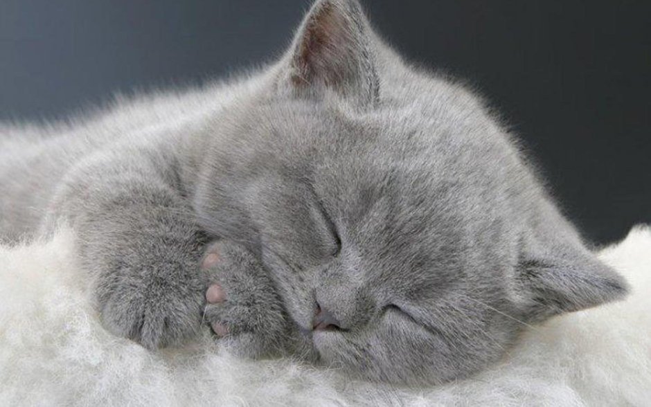 Сладких снов котик