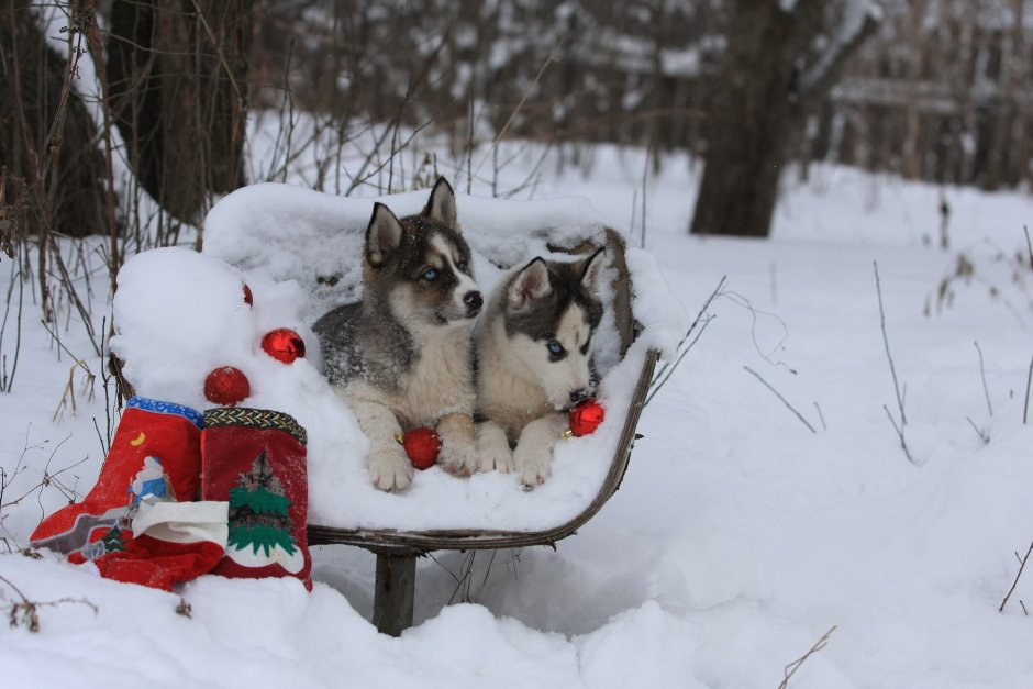 Рождество в Сибири фото