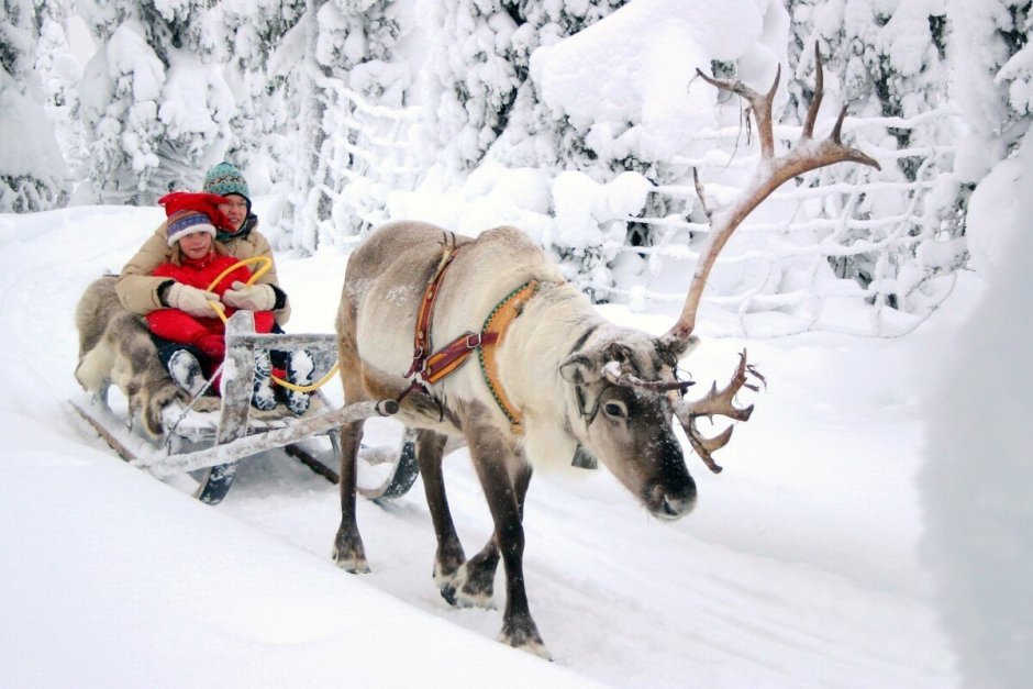 Reindeer Sled Финляндия