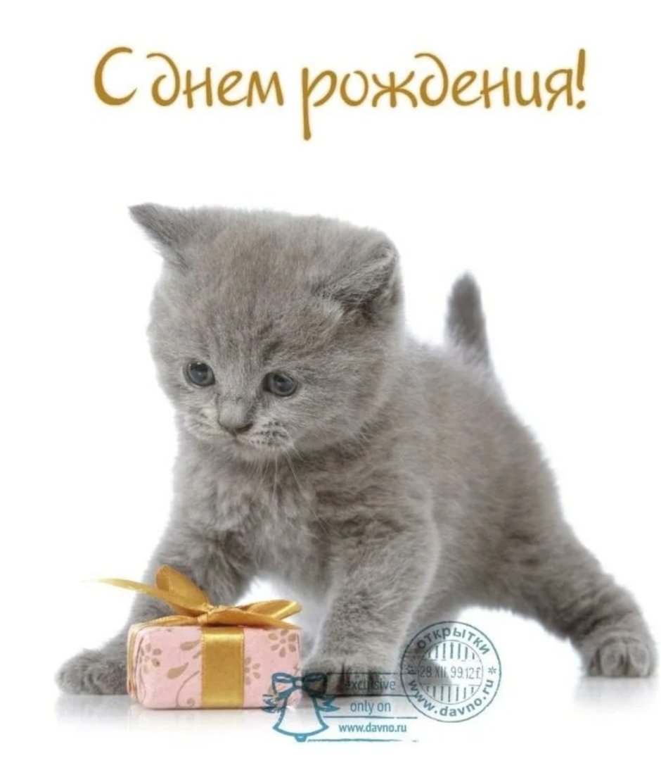 С днём рождения с котиками