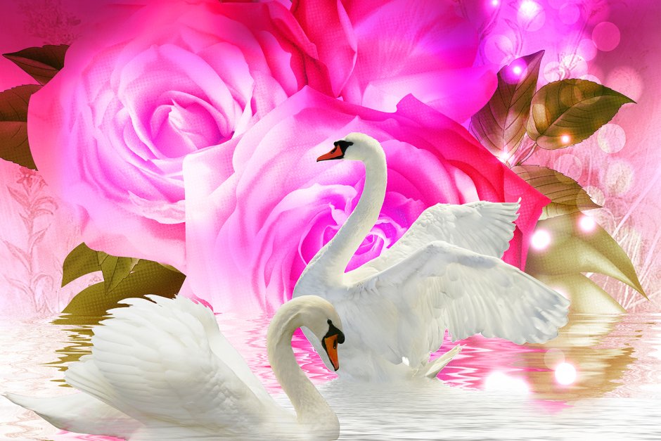 Роза белый лебедь