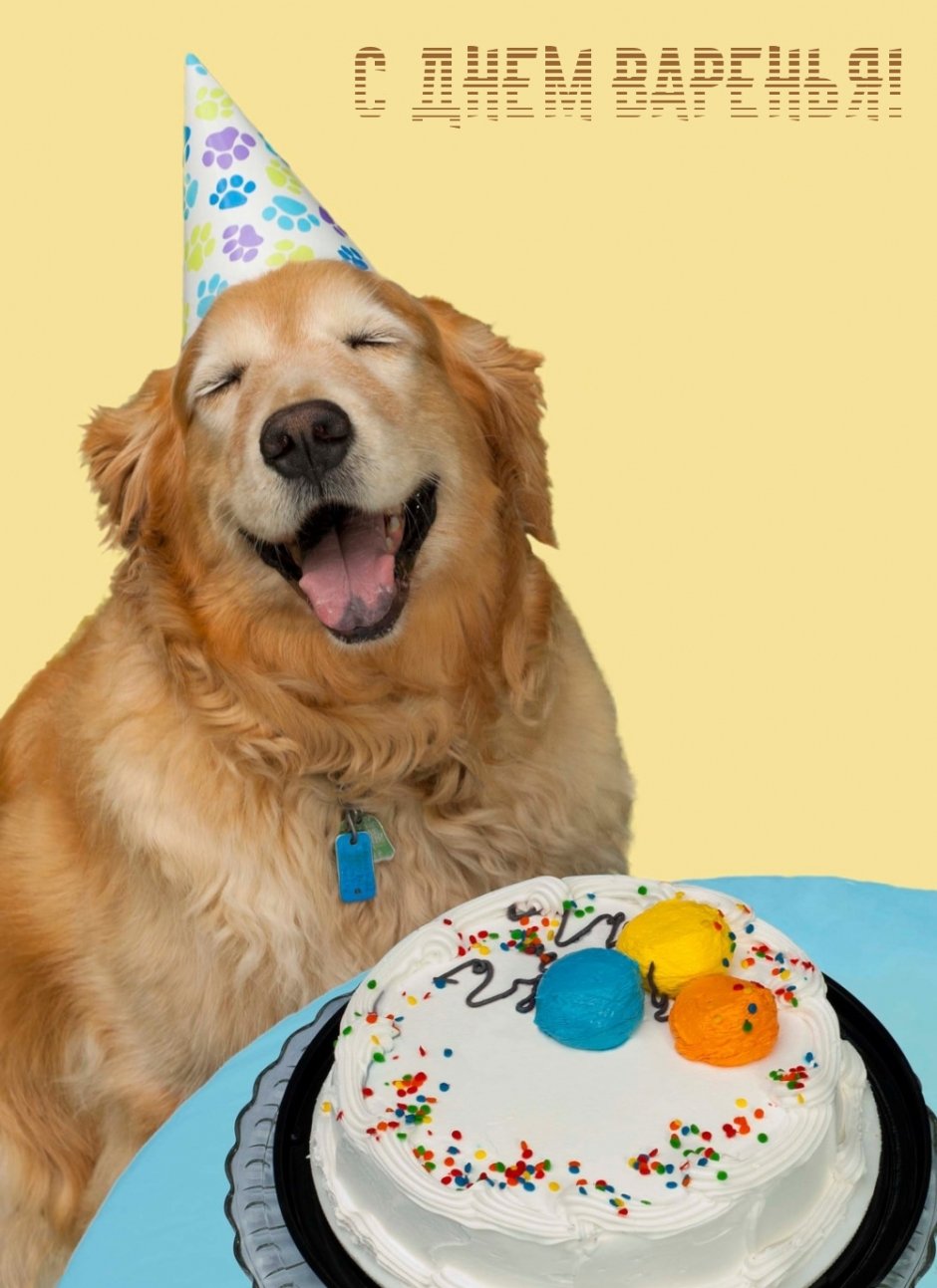 Открытки с днём рождения с изображением собаки