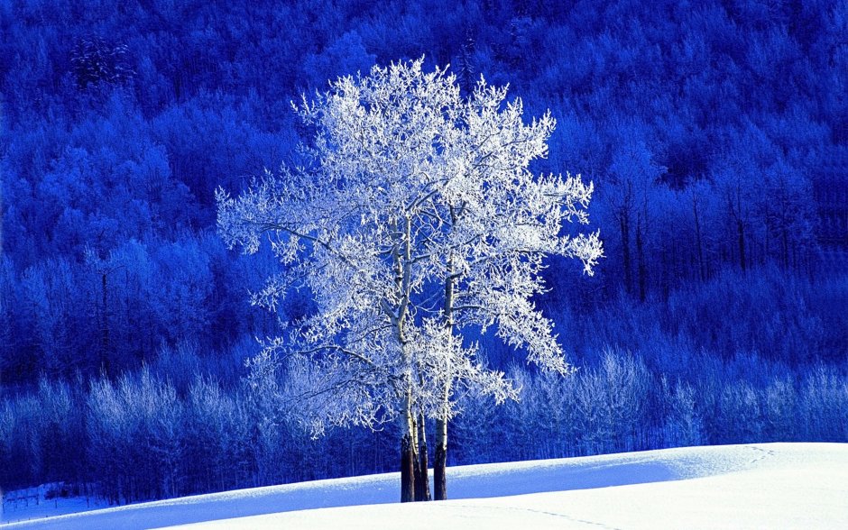 Красивое зимнее дерево