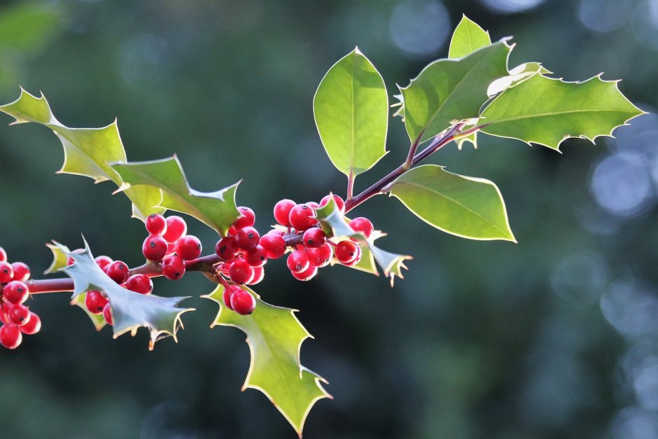 Mistletoe and Ivy растения