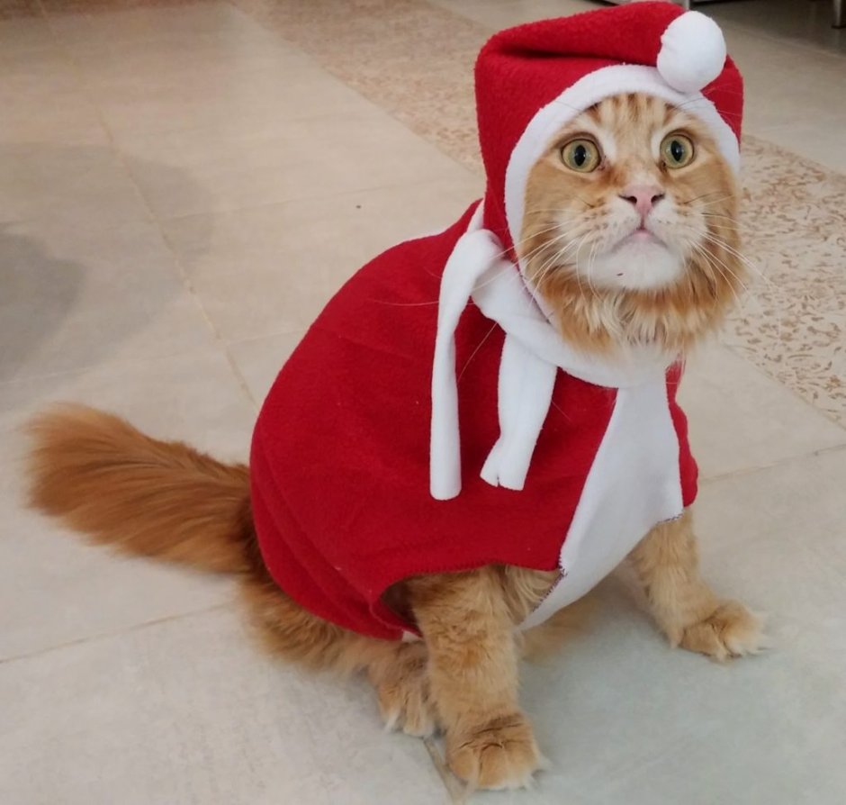 Новогодняя одежда для котов