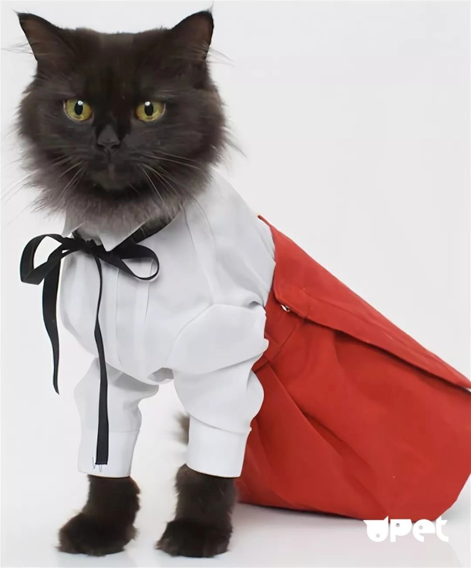 Стильная одежда для кошек