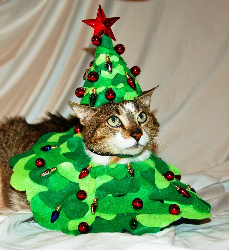 Кот в костюме елки