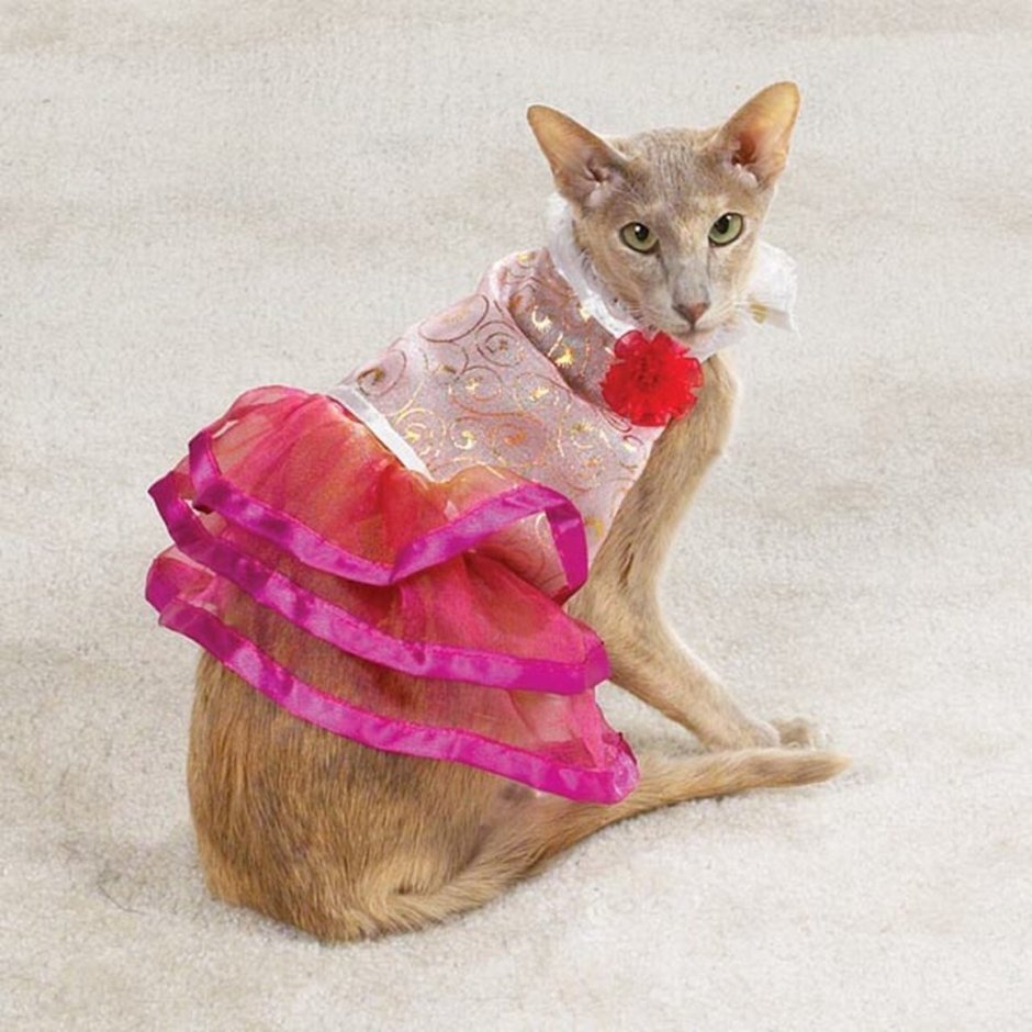 Новогоднее платье для кошки