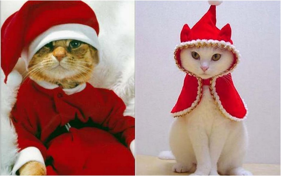 Коты в новогодних костюмах смешные