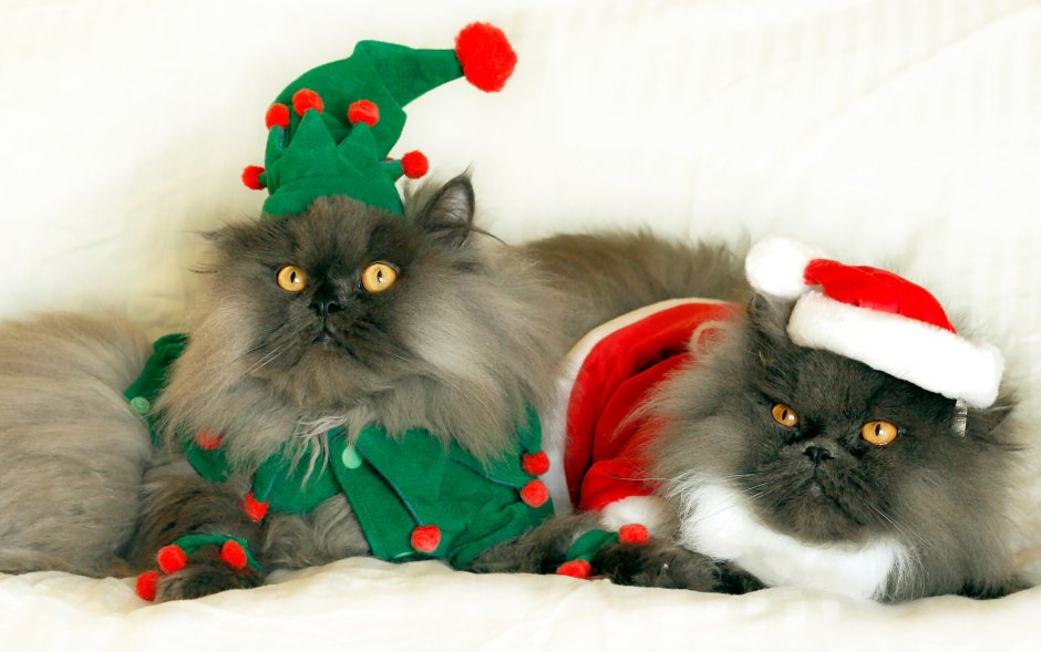 Коты в новогодних нарядах