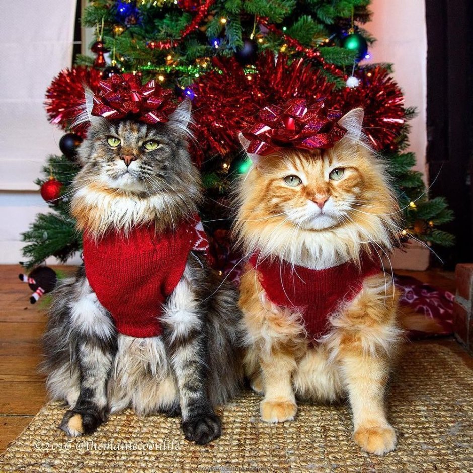 Коты в новогодних костюмах