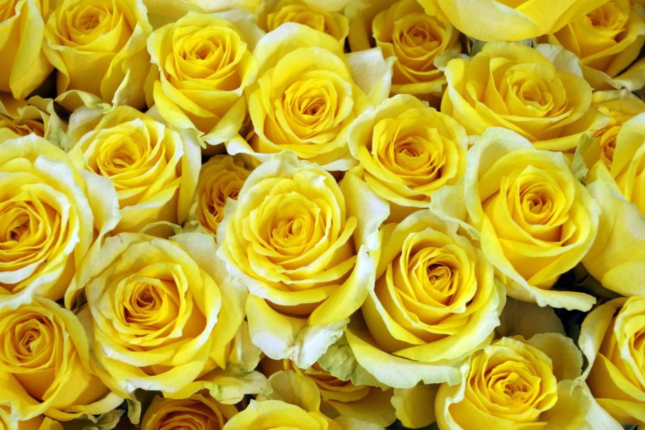 Цветы желтые розы