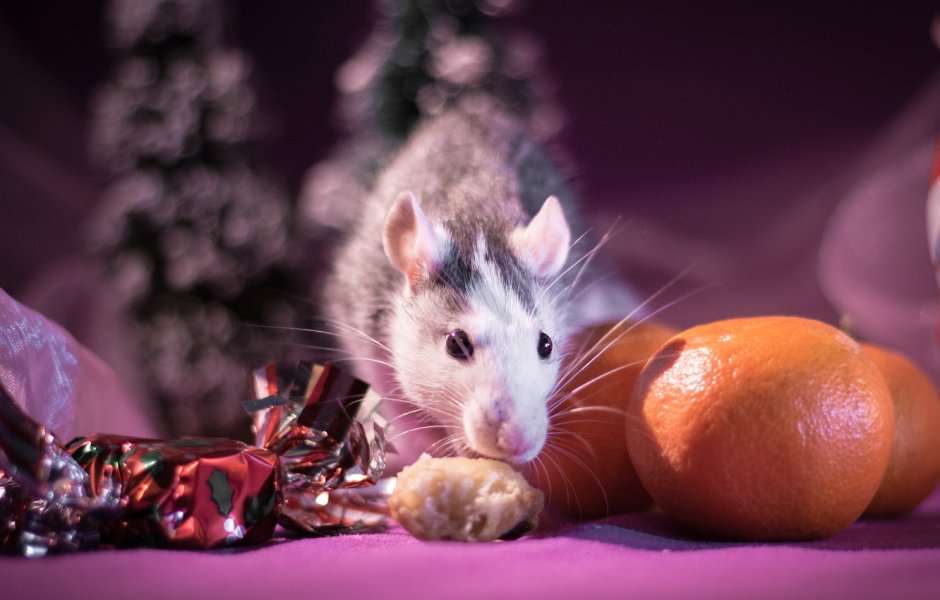 Фотосессия крысок на новый год