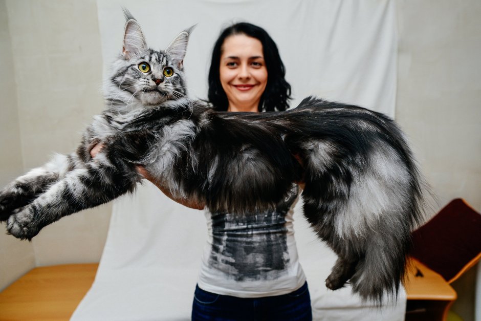 Выставка кошек Мейн кун в Москве