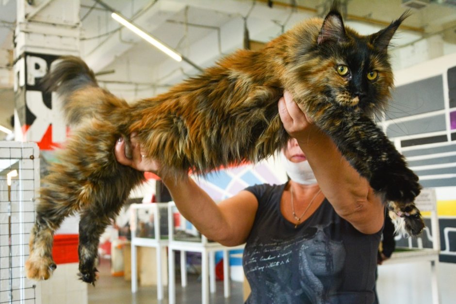 Кошка большая порода мейкун