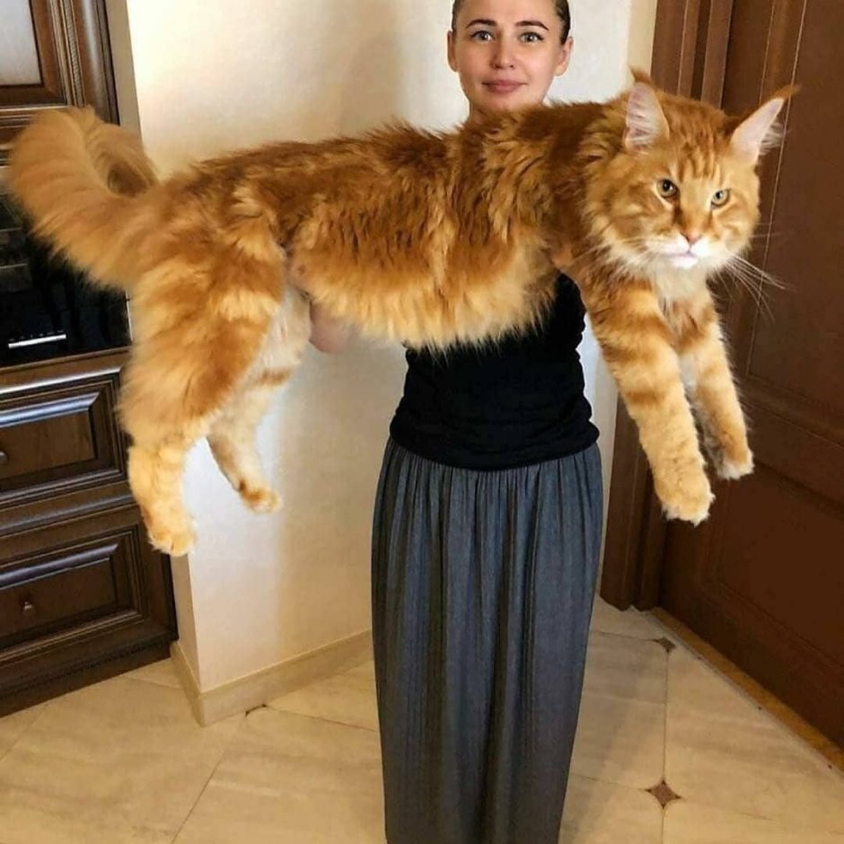 Кот гигант Мейн кун