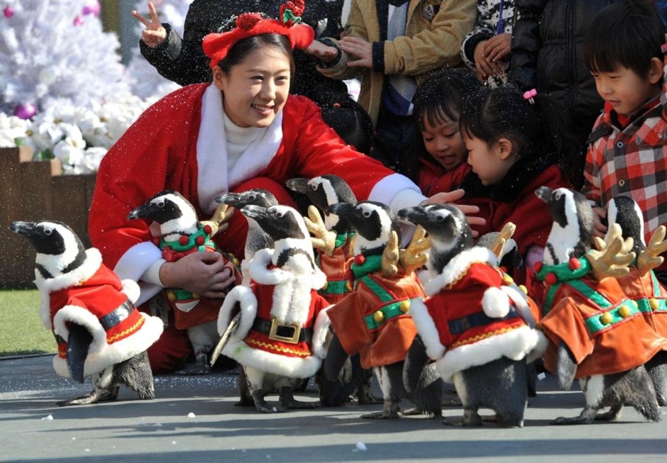 Парад пингвинов Санта Клаус в Японии