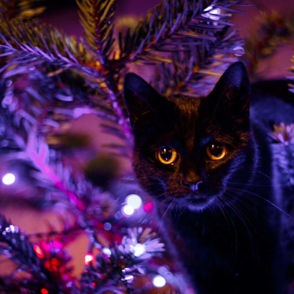 Черный кот и Новогодняя елка