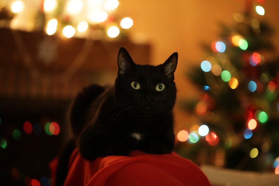 Черная кошка под елкой