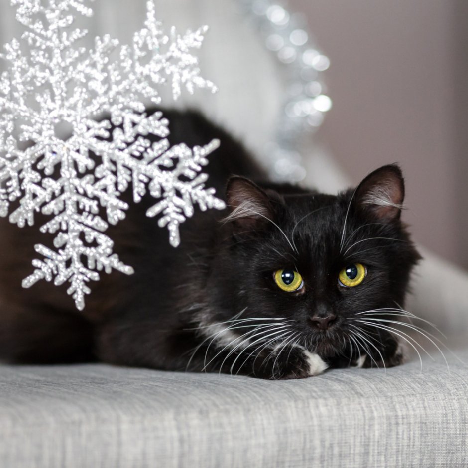 Чёрный кот в новогодней шапочке