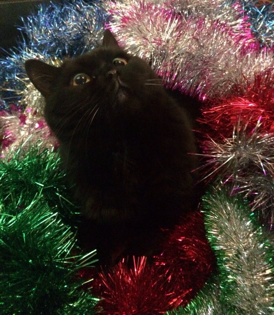 Новогодний черный кот
