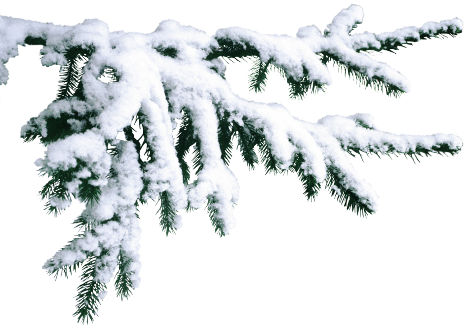 Еловая ветка в снегу на прозрачном фоне