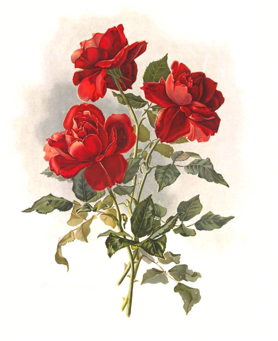 Винтажные красные розы