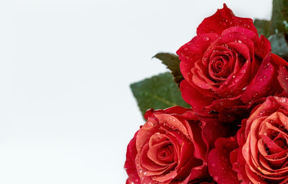 Красные розы на белом фоне с высоким качеством