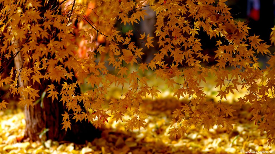 Цветы на фоне осенних листьев