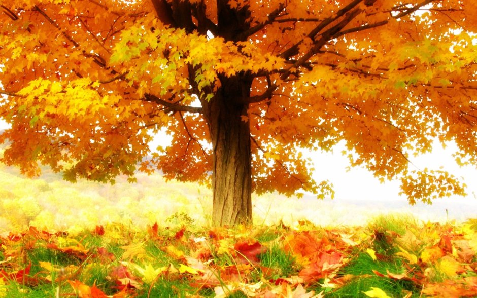Осень цветы природа