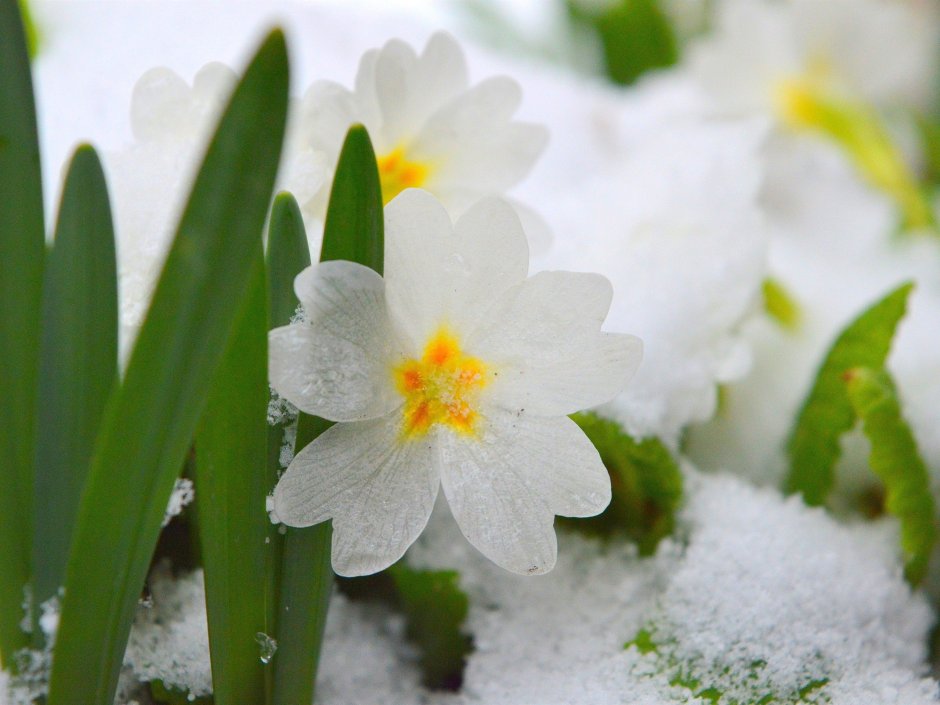 Цветы в снегу
