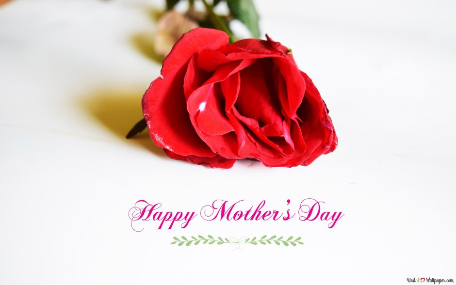 Mother's Love роза