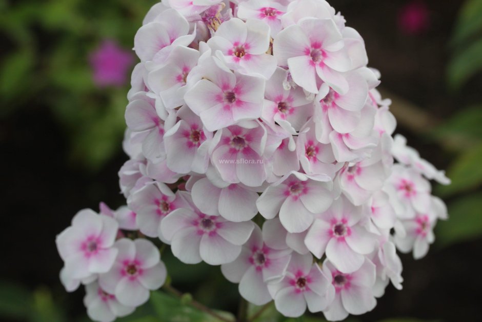 Флокс метельчатый коралл Форстера Phlox paniculata Koralle Foerster