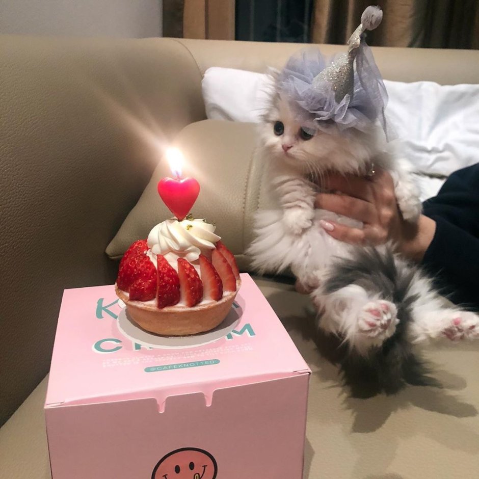 Подарок коту на день рождения