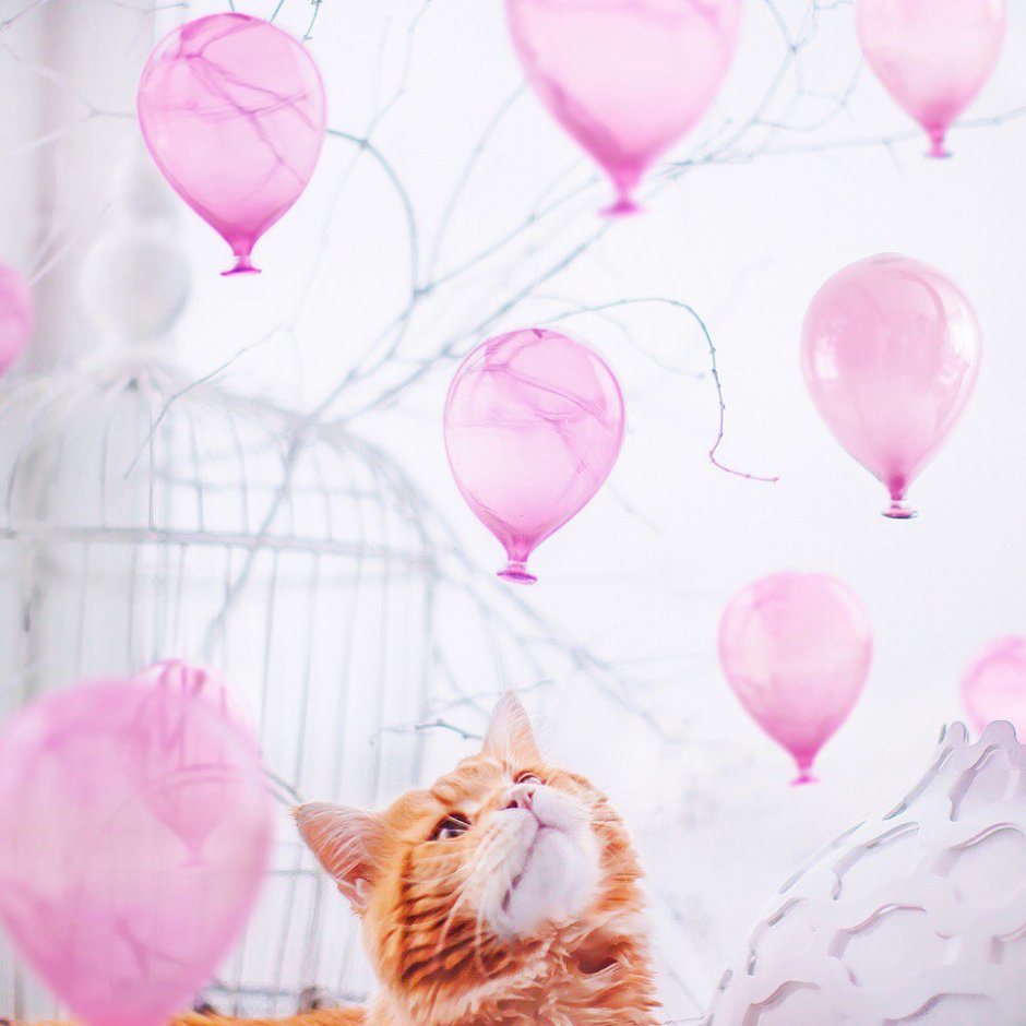 Кот на воздушных шариках