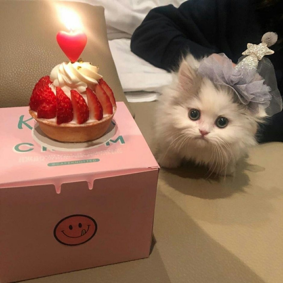 Кот с тортиком
