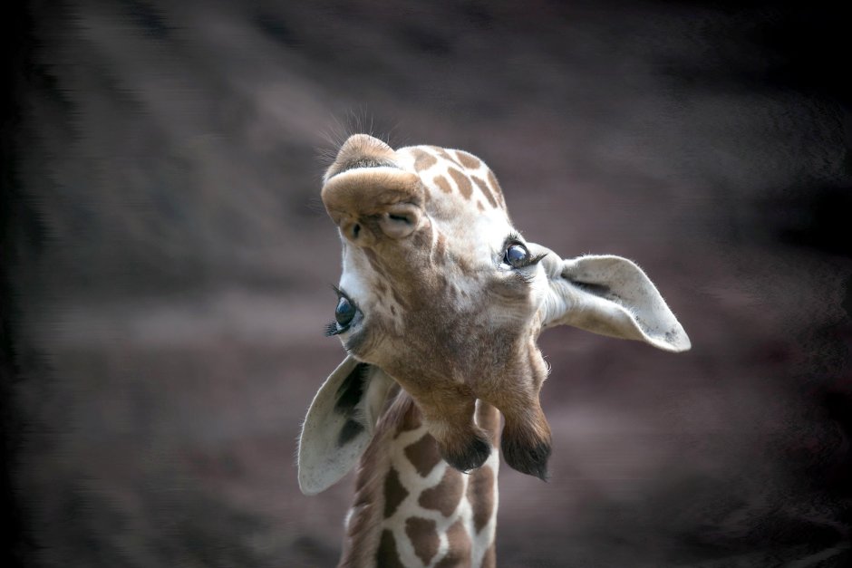 Жираф наклонил голову